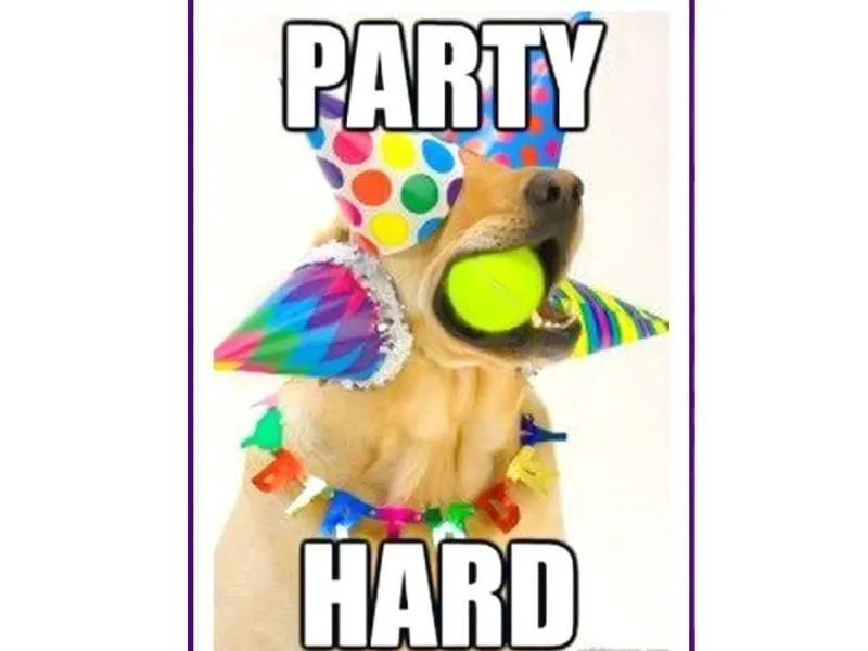 Meme mèo với biểu cảm hài hước, tạo không khí vui vẻ cho sinh nhật