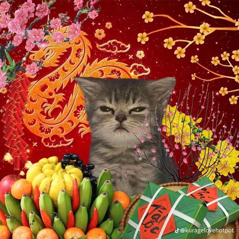 Meme Tết hình mèo