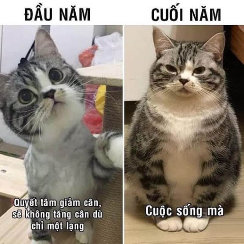 Meme về những câu hỏi dịp Tết từ hàng xóm