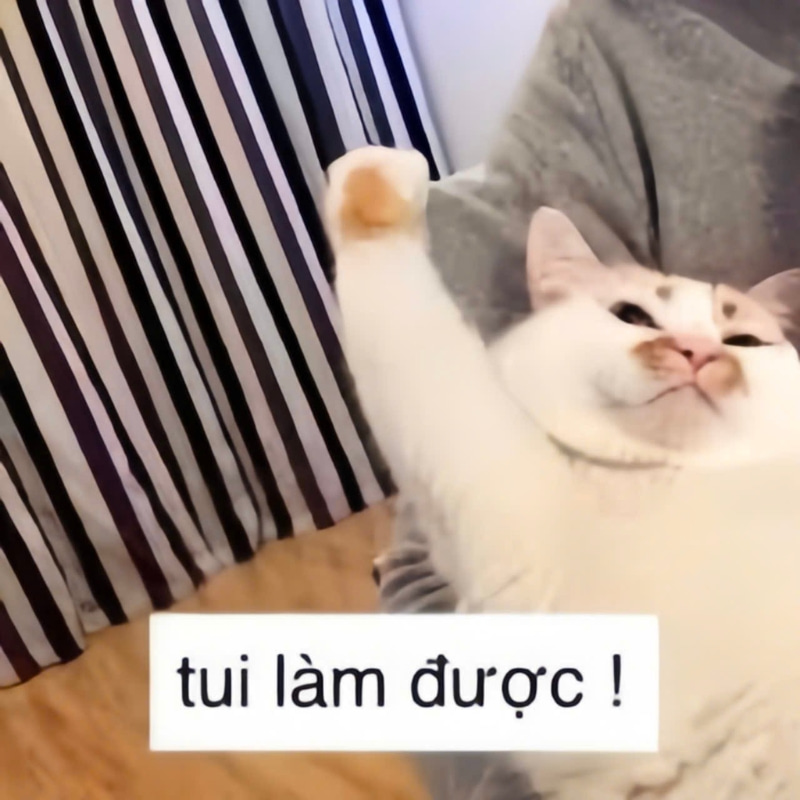Các ảnh meme mèo chúc thi tốt