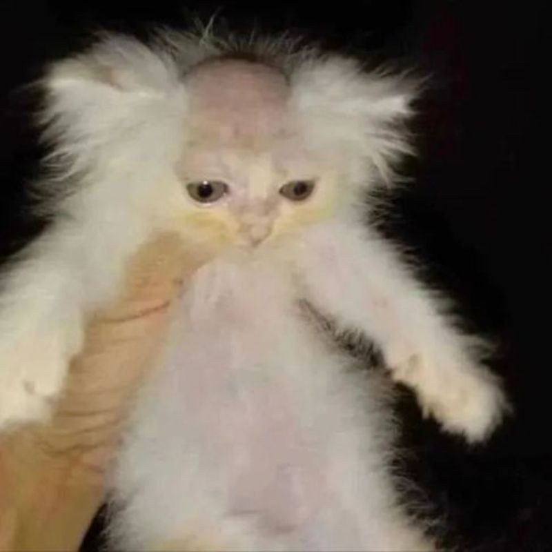 mèo biểu cảm suy xét nhân sinh