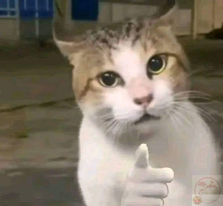 Tổng hợp 99+ đánh giá meme hot nhất mạng xã hội