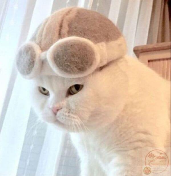 Tổng hợp 99+ đánh giá meme hot nhất mạng xã hội