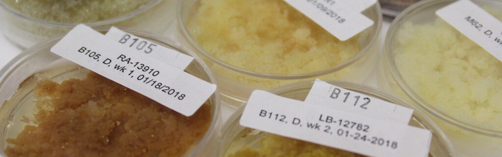 Mô sẹo là gì? (Callus)