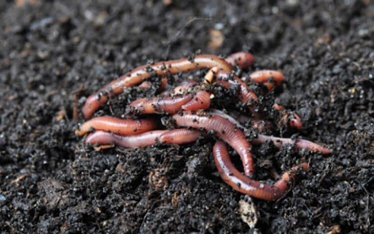 Môi trường trong đất