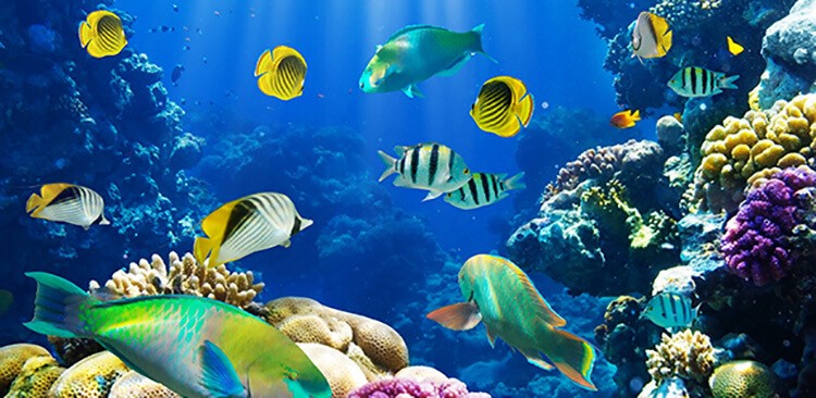 Sinh vật sống trong môi trường nước