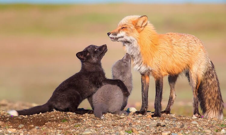 Môi trường trên mặt đất