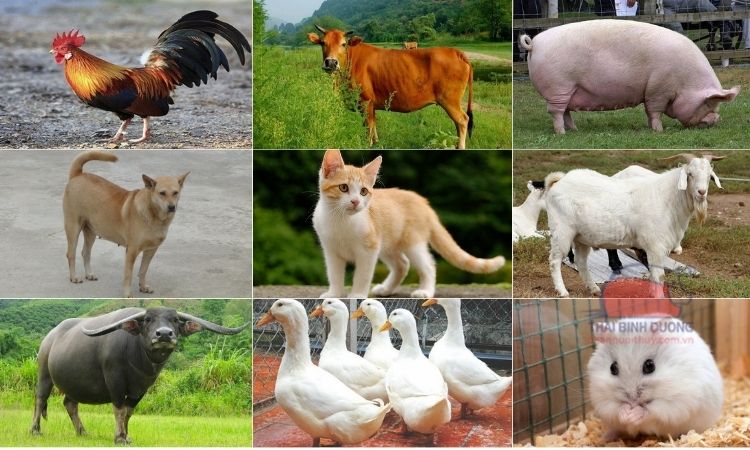 Những vật nuôi được nuôi phổ biến ở nước ta