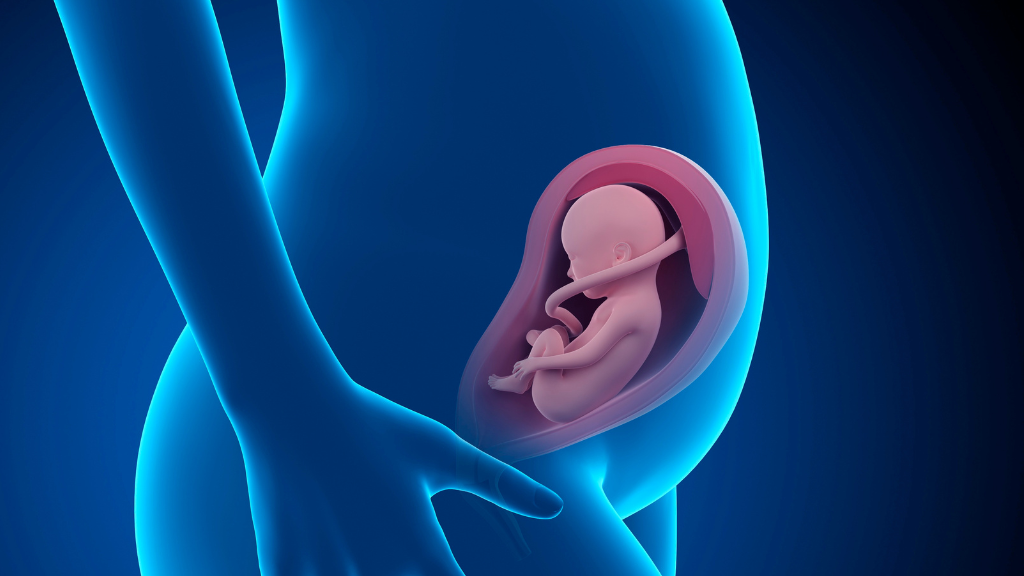 Túi thai: Một trong những yếu tố quan trọng trong sự phát triển của thai nhi