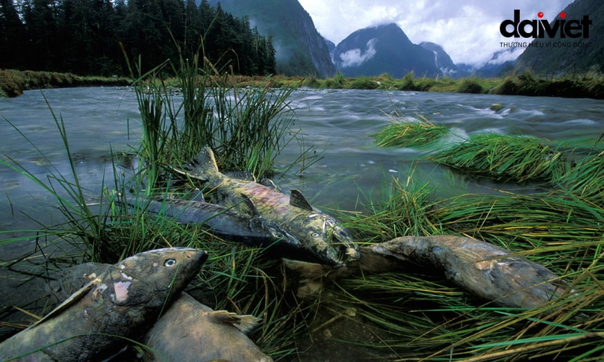 Mưa axit khiến hệ sinh thái mất cân bằng