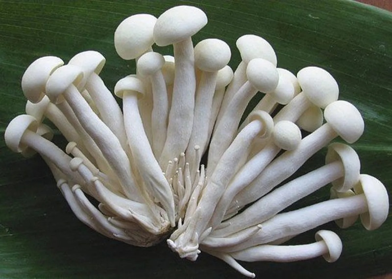 Nấm ngọc châm tươi ngon