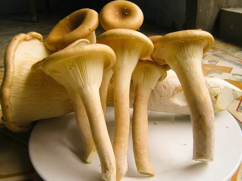 Nấm chân dài được đem rửa sạch và cắt khúc