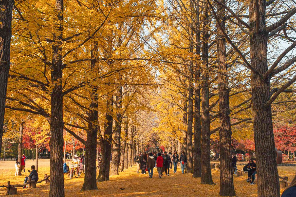 MÙA THU SEOUL - NAMI ISLAND - EVERLAND 5N4Đ