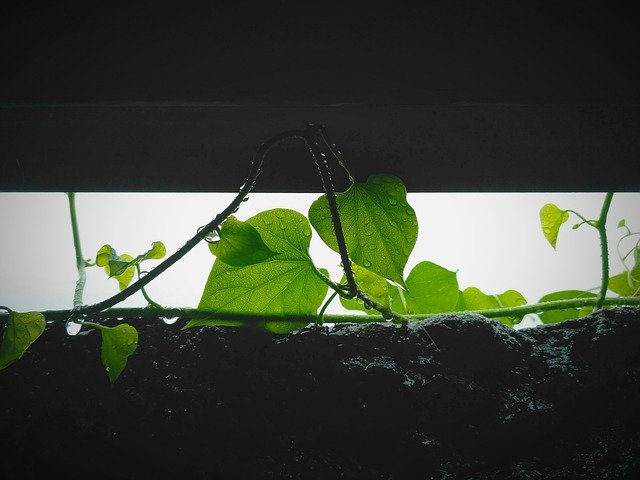 mưa ảnh hưởng đến năng suất cây trồng