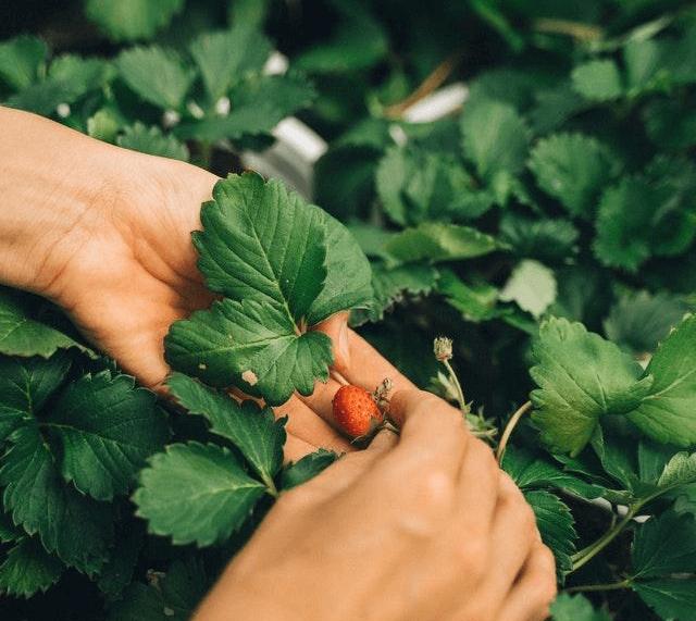 theo dõi năng suất cây trồng