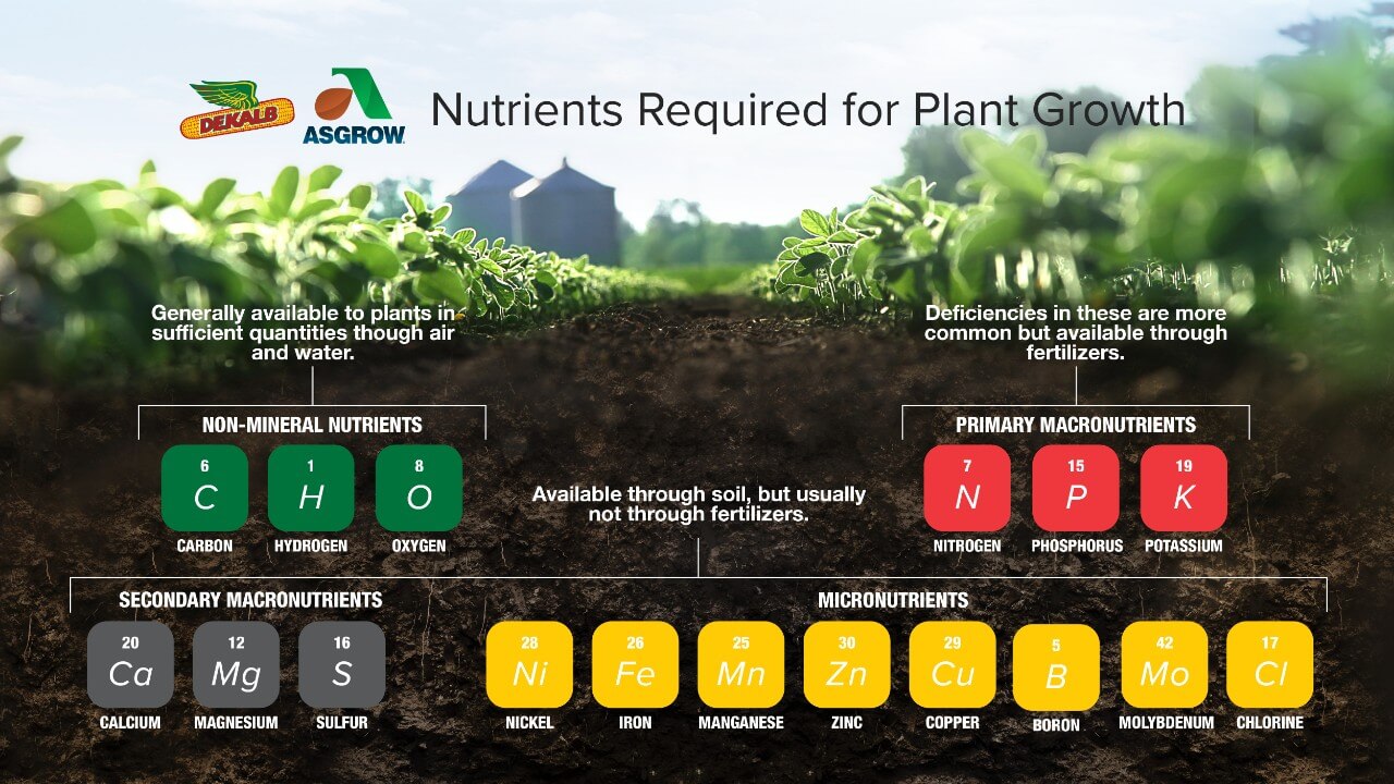 dinh dưỡng tăng năng suất cây trồng