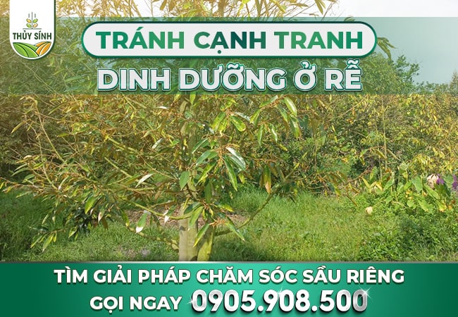 Tránh cạnh tranh dinh dưỡng ở rễ
