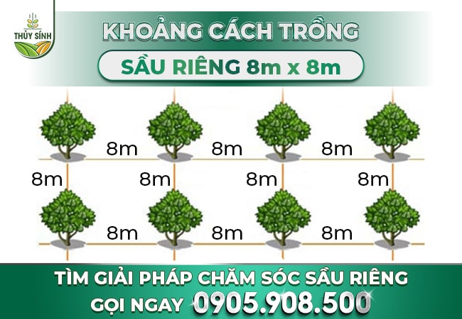 Khoảng cách trồng sầu riêng 8m x 8m
