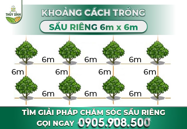 Khoảng cách trồng sầu riêng 6m x 6m
