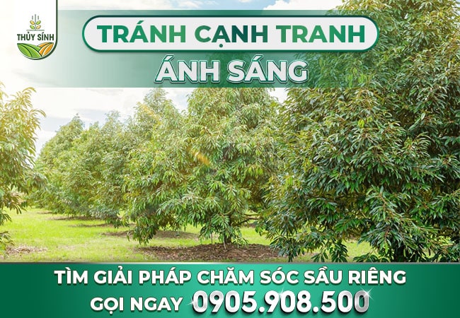 Tránh cạnh tranh ánh sáng