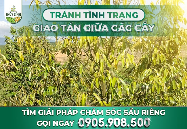 Tránh tình trạng giao tán giữa các cây