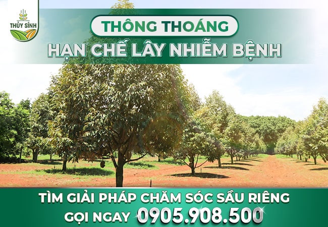 Thông thoáng. hạn chế lây nhiễm nấm bệnh
