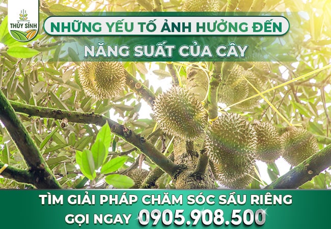 Những yếu tố nào làm ảnh hưởng đến năng suất của cây?