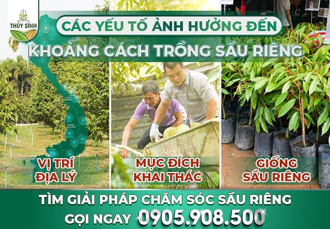 Các yếu tố ảnh hưởng đến khoảng cách trồng sầu riêng