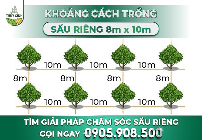 Khoảng cách trồng sầu riêng 8m x 10m