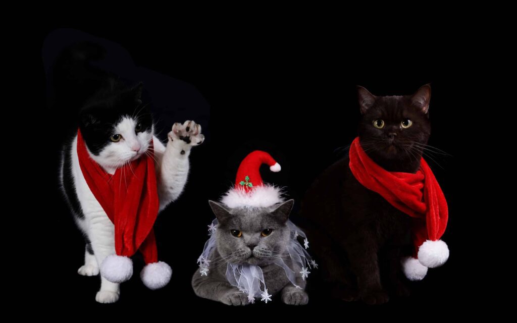 mèo trong đêm noel