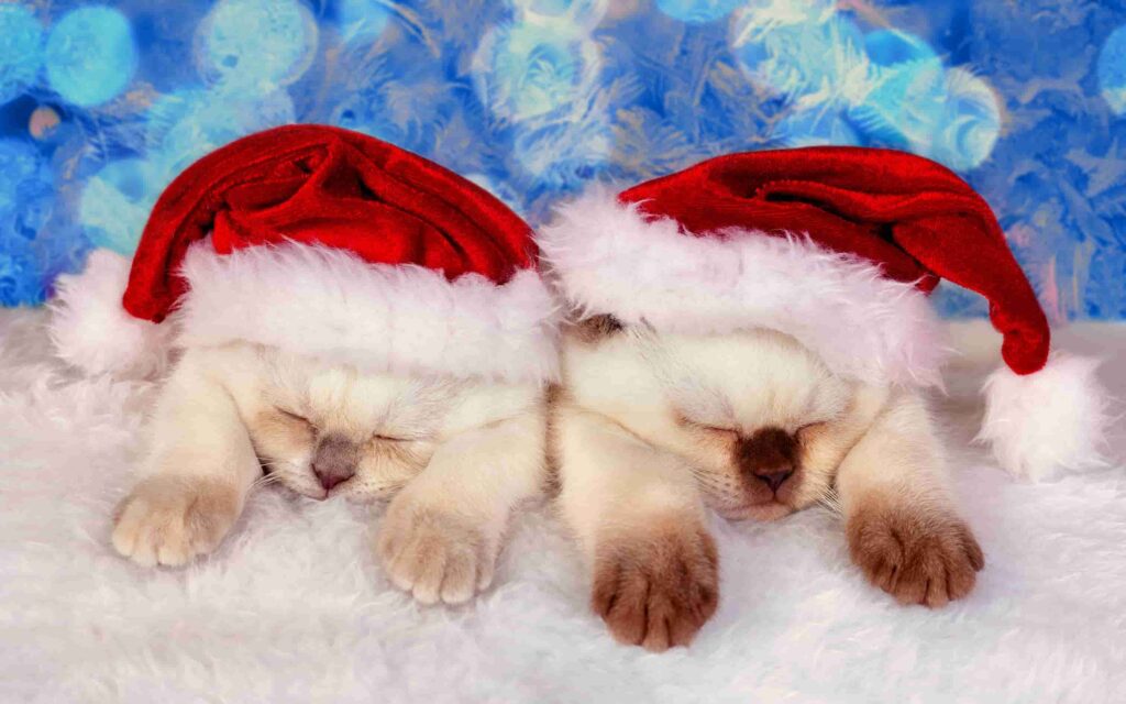 hình nền mèo tập thể