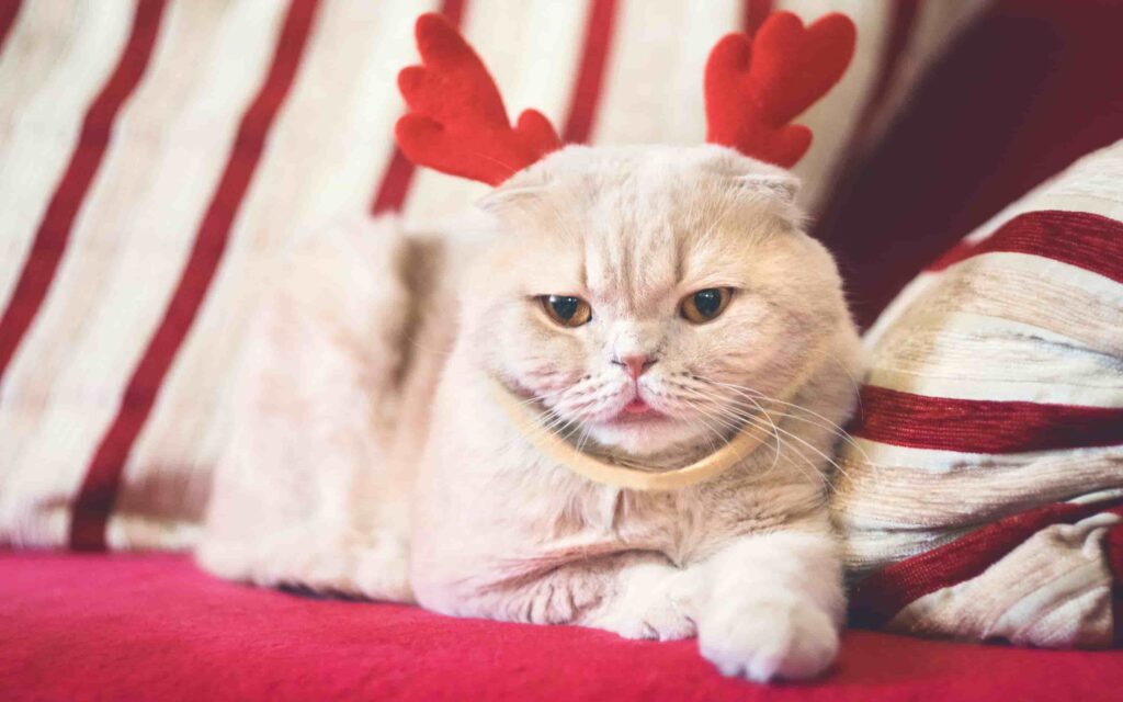 hình nền mèo và hộp quà