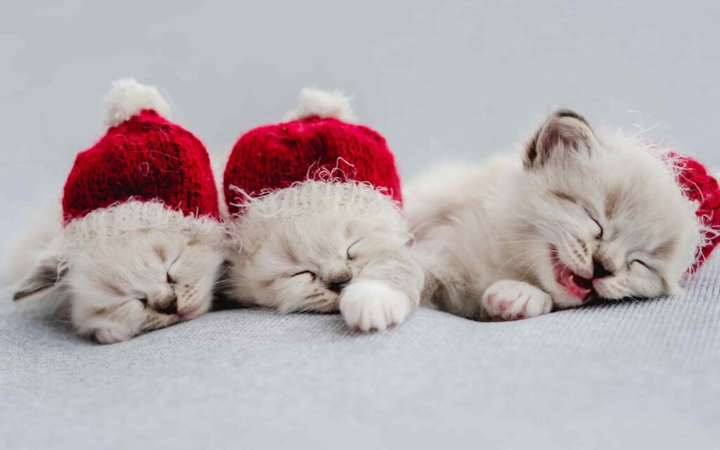 hình mèo noel độc lạ