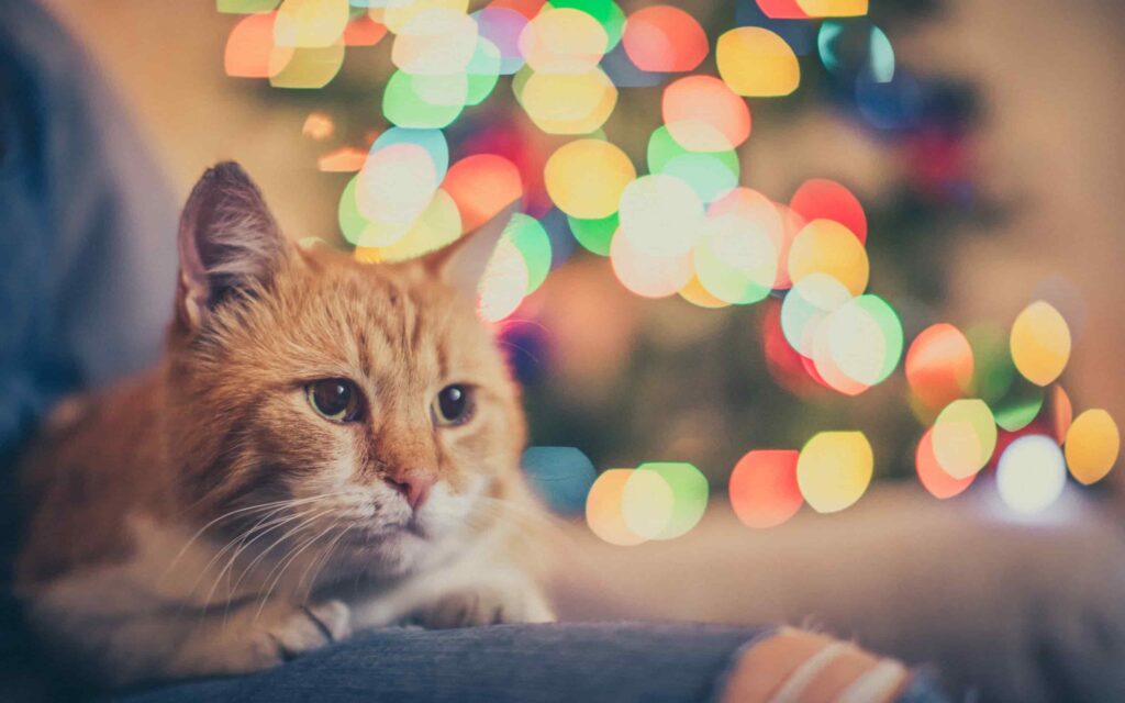 Top 101 hình nền mèo noel cực dễ thương