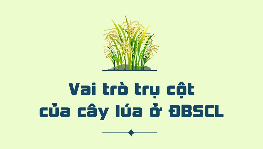 Cây lúa dù không còn thống trị ở 'ngôi vương'…