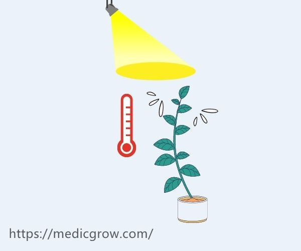 quạt trồng cây để kiểm soát nhiệt độ