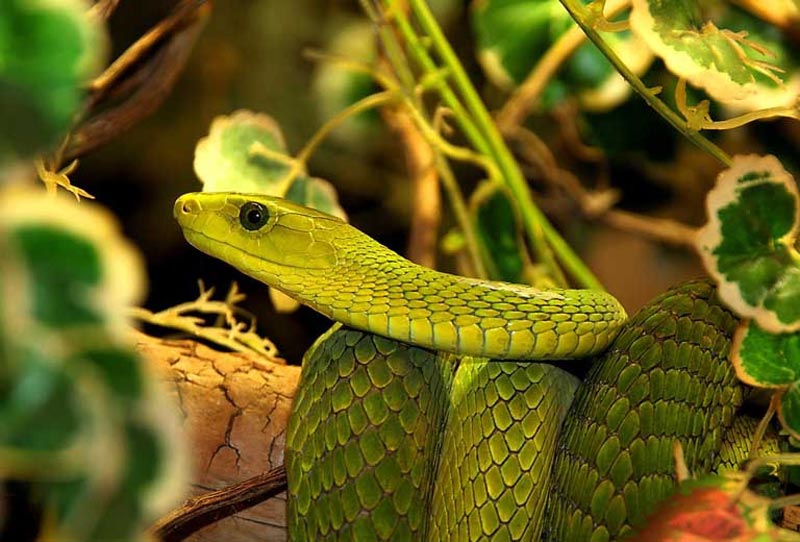 Sinh năm 1989 mệnh gì? Tuổi con gì và hợp màu nào?