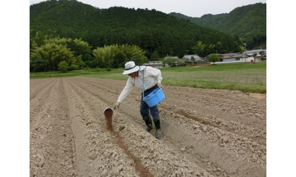 Nhóm phân nào dùng để bón lót? Tác dụng tuyệt vời của bón lót