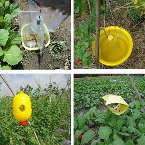 nguyên tắc phòng trừ sâu bệnh bằng việc phát hiện sớm xử lý gọn bằng bẫy pheromone