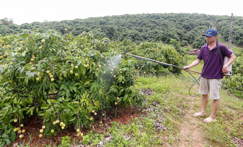 nguyên tắc phòng trừ sâu bệnh bằng việc phun thuốc