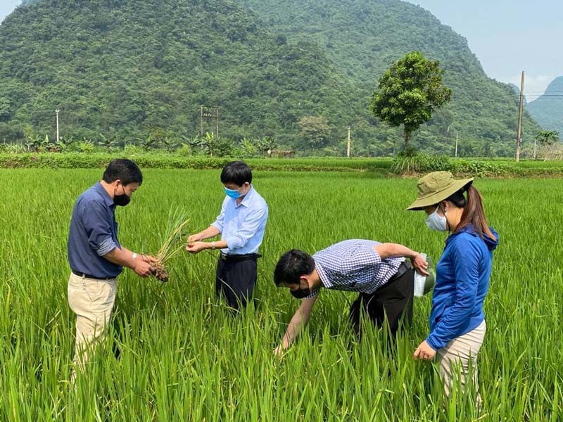 Tổng Hợp Các Nguyên Tắc Phòng Trừ Sâu Bệnh Chính Trên Cây Trồng