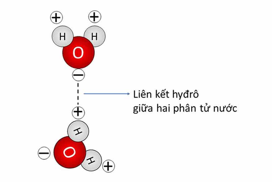 Minh họa liên kết hydro không bền vững của các phân tử nước.