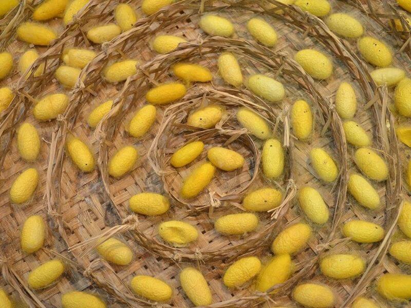 Nhật Bản đứng đầu thế giới về sản lượng gì? Ngành nào là thế mạnh của Nhật?