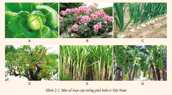 Lý thuyết phân loại cây trồng - Công nghệ 10