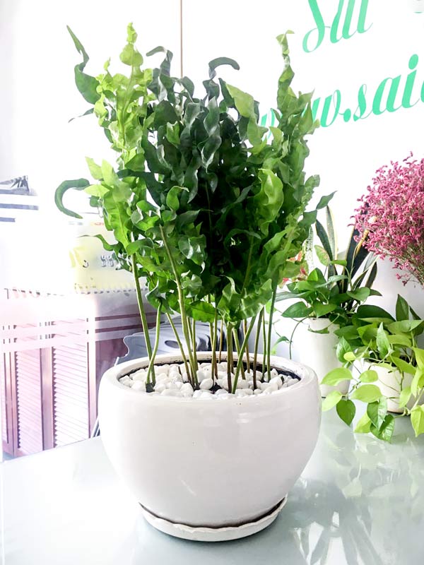 Tổng hợp các loại dương xỉ hot hiện nay