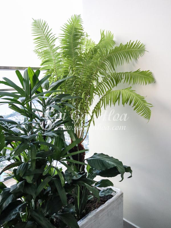 Tổng hợp các loại dương xỉ hot hiện nay