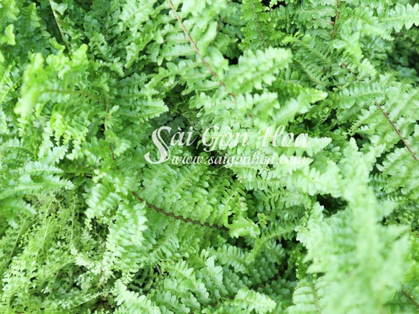 Tổng hợp các loại dương xỉ hot hiện nay