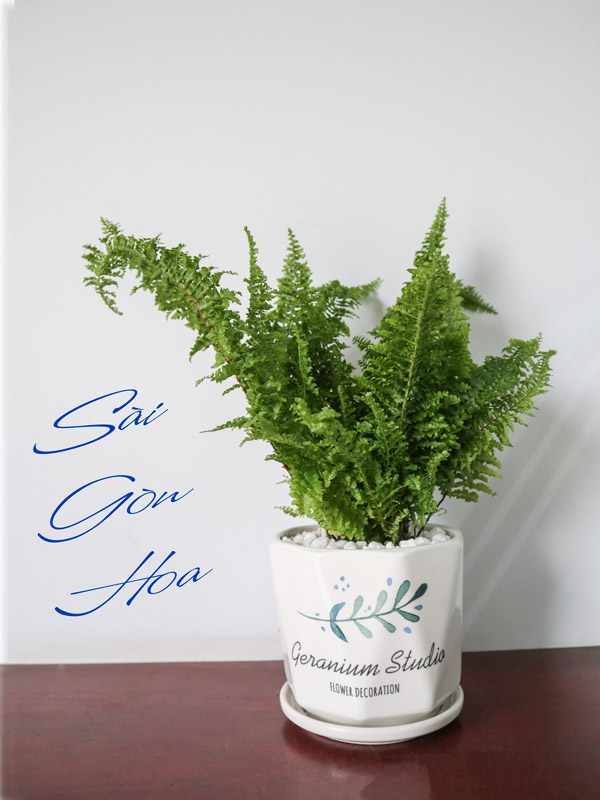 Tổng hợp các loại dương xỉ hot hiện nay