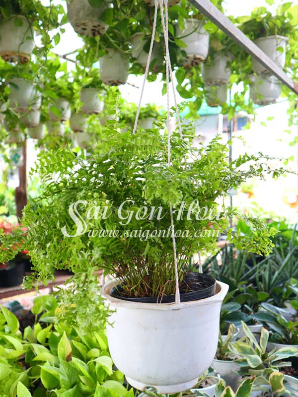 Tổng hợp các loại dương xỉ hot hiện nay