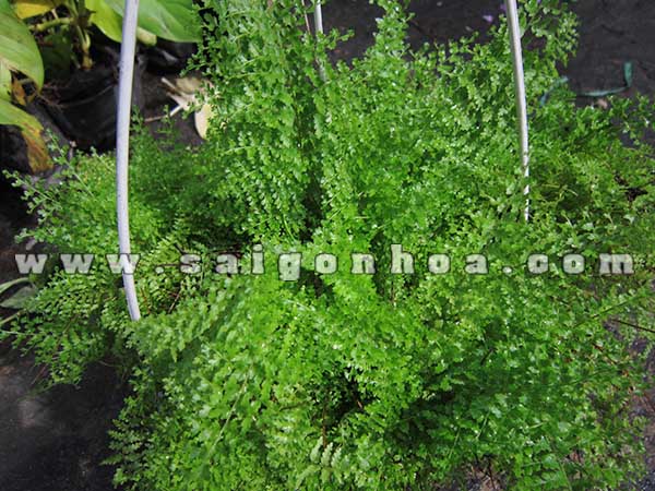 Tổng hợp các loại dương xỉ hot hiện nay